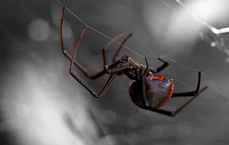 We Treat NC Homes For Deadly Spiders a black widow hanging from a web in an edenton north carolina home