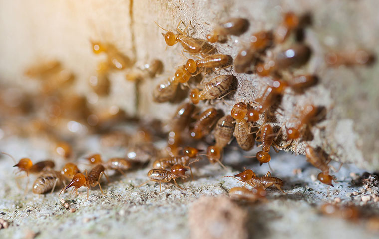 a termite colony infesting a home in oxford north carolina