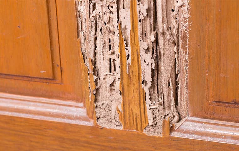 Don't Let Termites Destroy Your Home Or Business termite damage in an edenton north carolina home