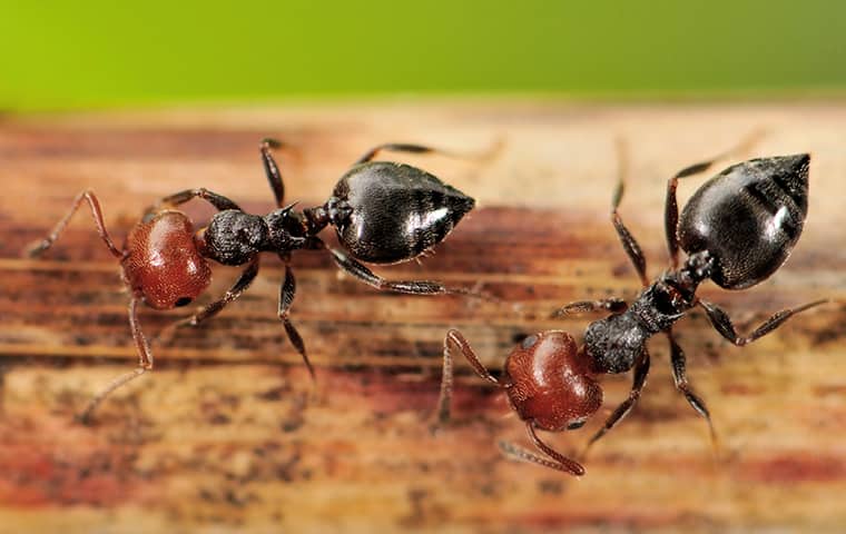Acrobat Ants Are Drawn To Sweets & High-Protein Foods two acrobat ants on a fence near boca raton florida