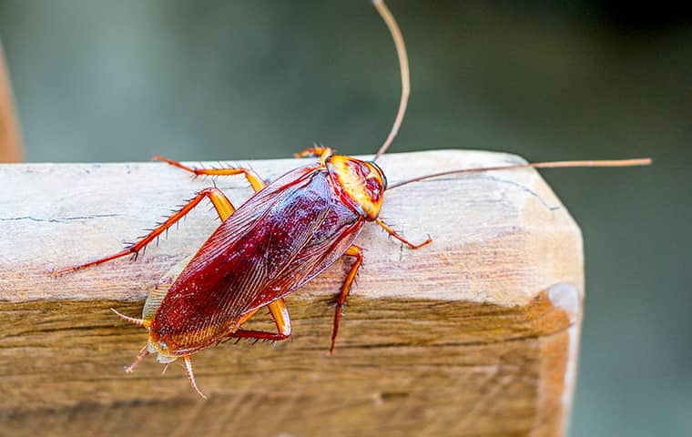American Cockroaches Spread Bacteria & Disease an american cockroach on a wooden chair in a boca raton florida home