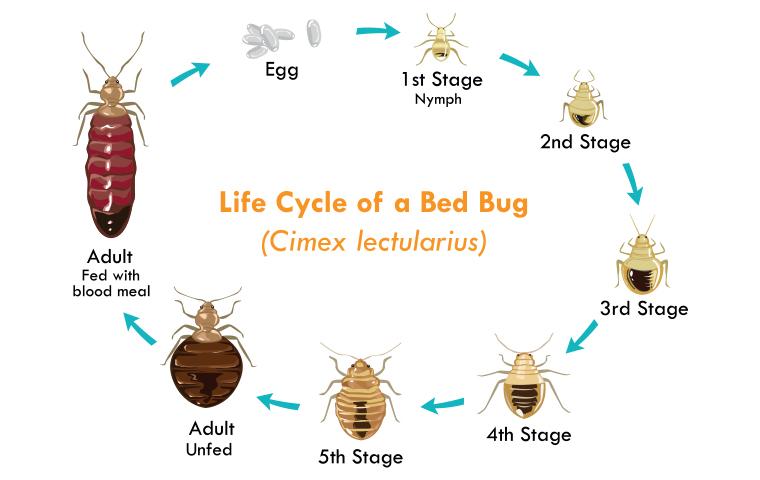 life cycle of a bed bug