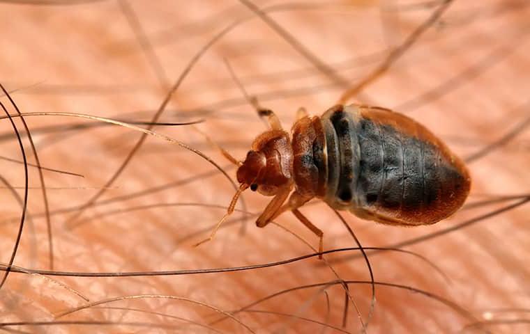 Contact GOTBUGSIKILL For Immediate Bed Bug Solutions a bed bug crawling on the arm of a homeowner in boynton beach florida