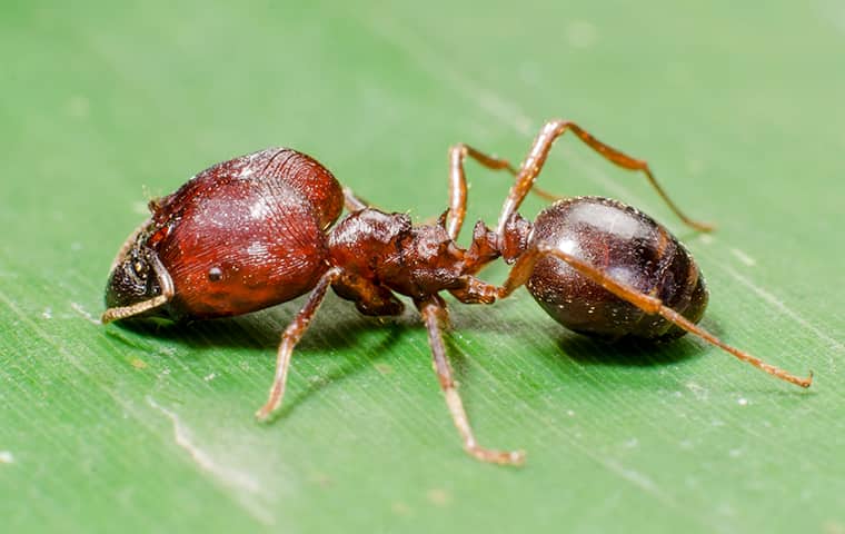 Big-Headed Ant Colonies Have Large Populations a big headed ant on a leaf in a boca raton florida garden