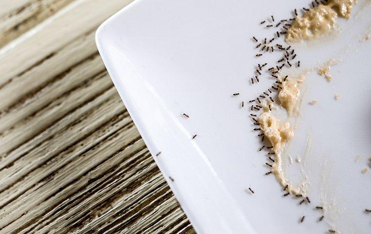 ants in kitchen