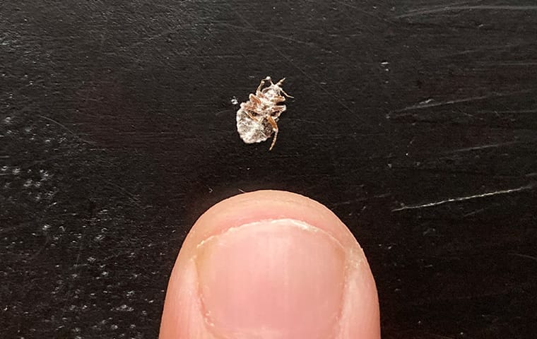 Learn More About The Bed Bug Biopesticide Aprehend® bed bug next to a florida resident's finger