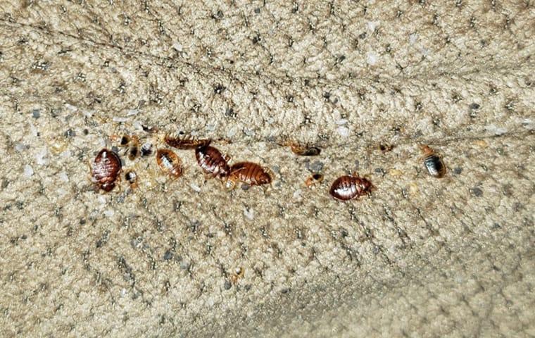 Learn How to Avoid Bed Bugs From Spreading Throughout Your Property a very large cluster of bed bugs infesting the crevices of a couch in a southern forida home
