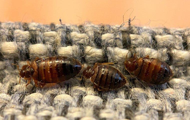 bed bugs crawling on upholstery
