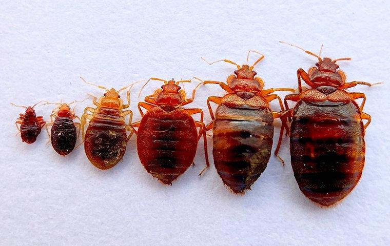 several different sized bed bugs