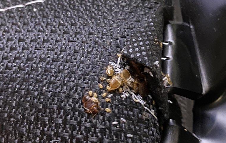 bed bug in car