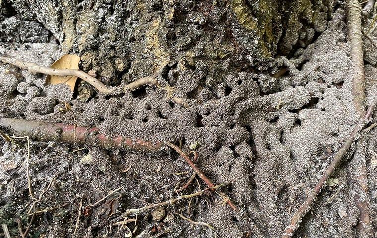 Stop Bigheaded Ants From Taking Over Your Yard a large section of a florida back yard infesting with big heaaded ants as the grounds are covered in ant wholes and small ant hills