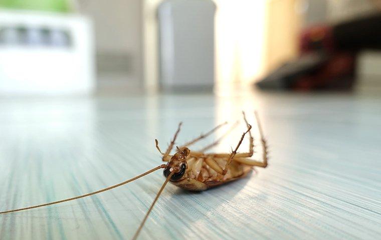 cockroach on its back