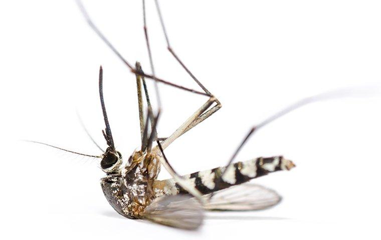 dead mosquito