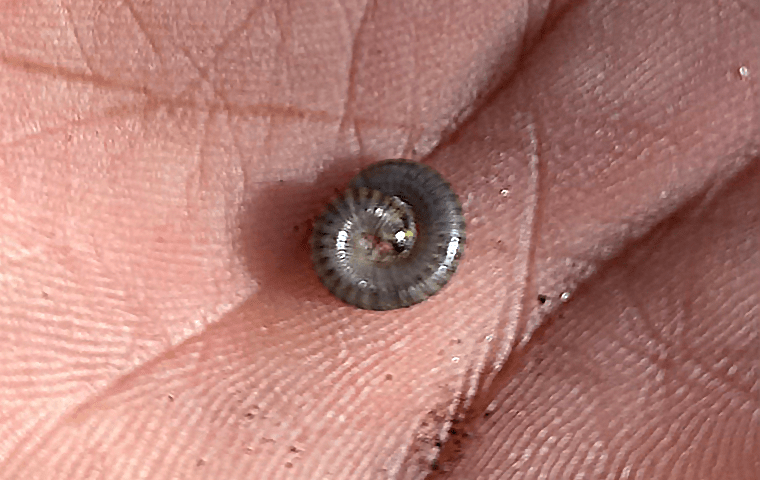 millipede crawling in a hand