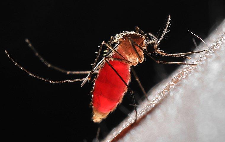 a mosquito on human skin