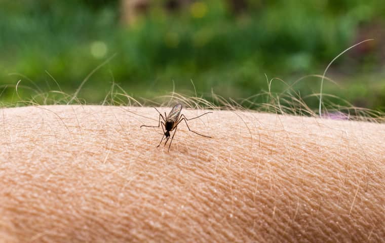 Protect Yourself From Dangerous Mosquito Bites a mosquito biting the arm of a resident in boca raton florida