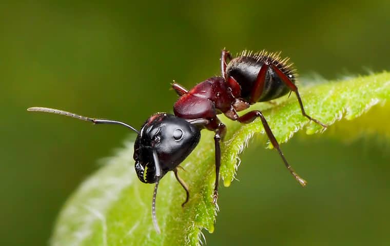 Carpenter Ants Cause Costly Structural Damage a carpenter ant crawling on a leaf outside a boca raton florida home