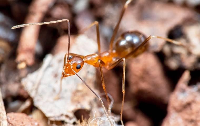 Crazy Ants Get In & Short-Circuit Electronics a crazy ant crawling in mulch outside a home in boca raton florida