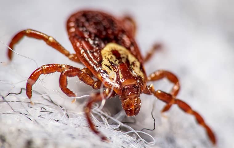 Dog Ticks Are Parasites That Spread Diseases a dog tick crawling inside a home in deerfield beach florida