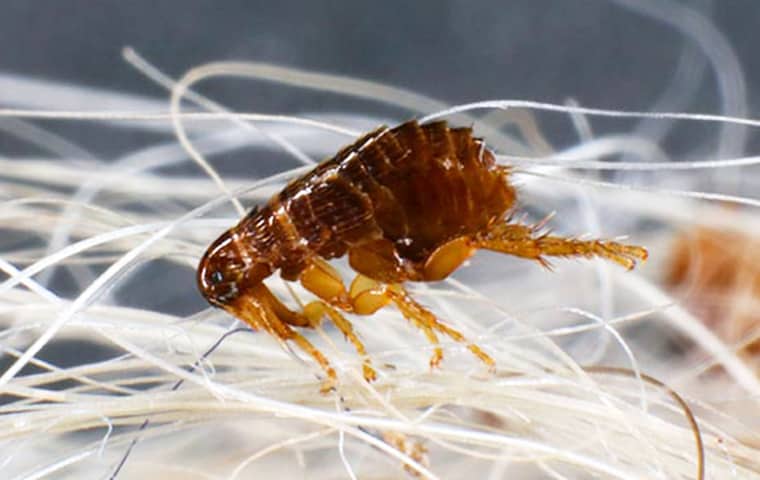 Fleas Reproduce Quickly & Spread Through Homes a flea in pet hair in delray beach florida