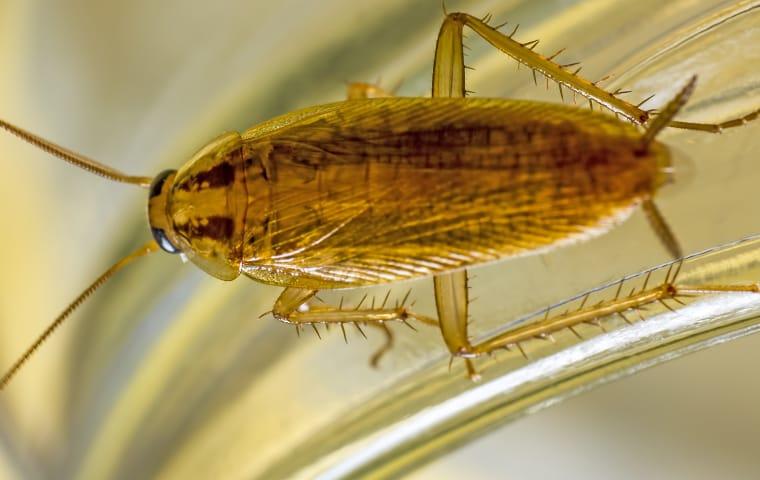 German Cockroaches Cause Severe Allergic Reactions a german cockroach crawling inside a home in plantation florida