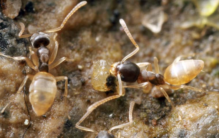 Ghost Ants Nest Inside Homes & Buildings two ghost ants outside of a home in boynton beach florida