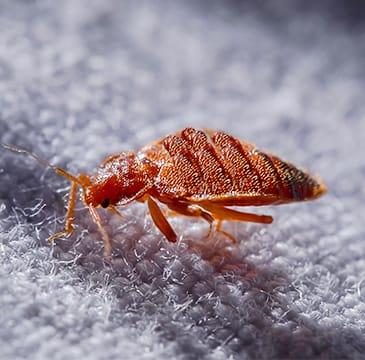 Learn About Our Bed Bug Service a bed bug crawling on a pillowcase inside of a home in boca raton florida