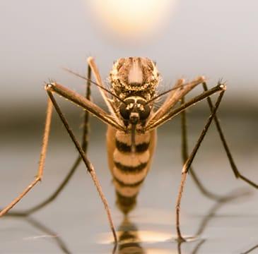 Learn About Our Mosquito Control Service a mosquito landing on a tabletop in boca raton florida