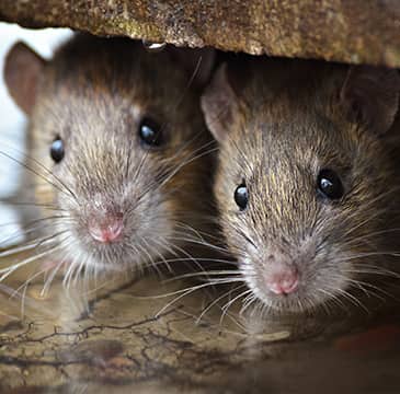 Learn About Our Rodent Control Service two rats hiding inside of a home in boca raton florida