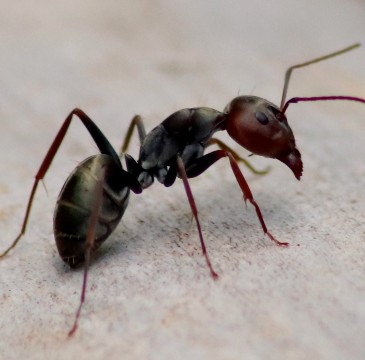 Learn About Our KILL365 General Pest Plan a homeowner and the gotbugsikill owner outside of a home in boca raton florida