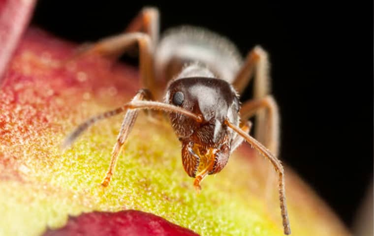 Pharaoh Ants Transmit Pathogens Such As Salmonella a pharaoh ant on food in a kitchen in fort lauderdale florida