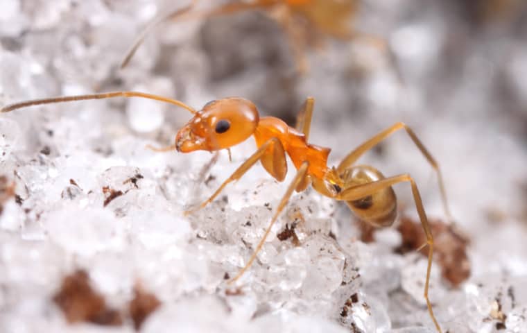 Pyramid Ants Nest In Lawns & Sandy Areas a pyramid ant walking in sand outside of a home in pompano beach florida