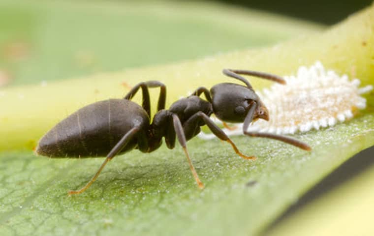 White-Footed Ants Often Forage In Kitchens & Bathrooms a white footed ant crawling on a leaf outside of a home in coral springs florida