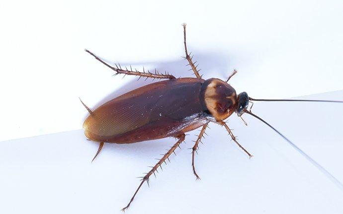 an american cockroach crawling in a kitchen