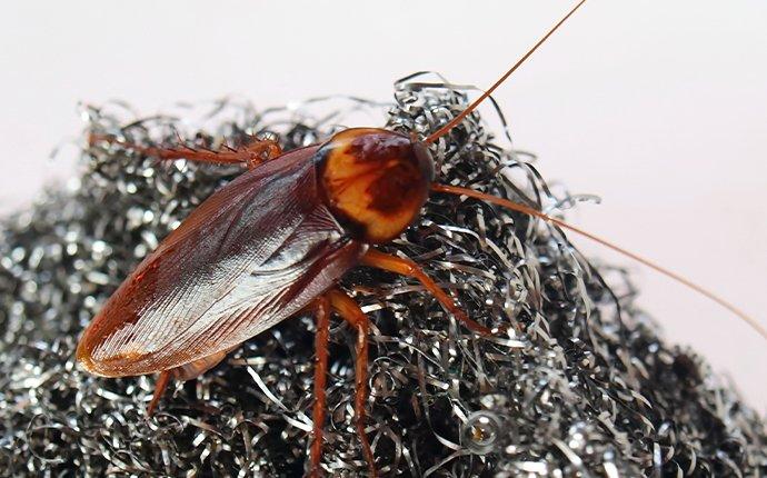 american cockroach on steel wool
