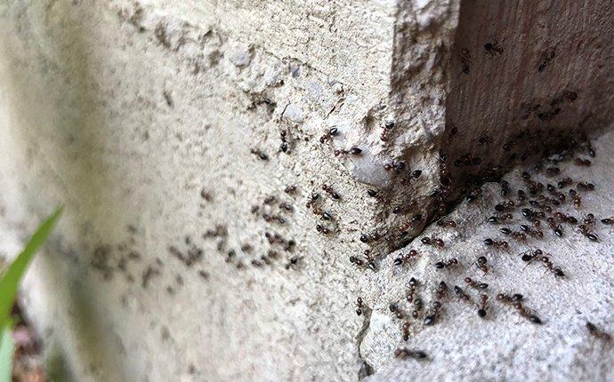 ants on the corner of house