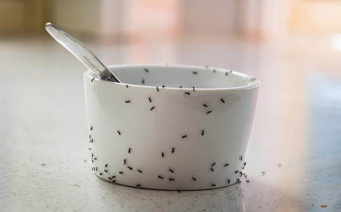 ants infesting an antioch california home
