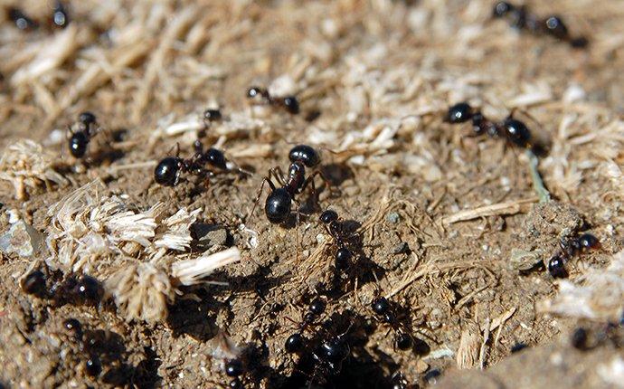 ants near a hole in dirt