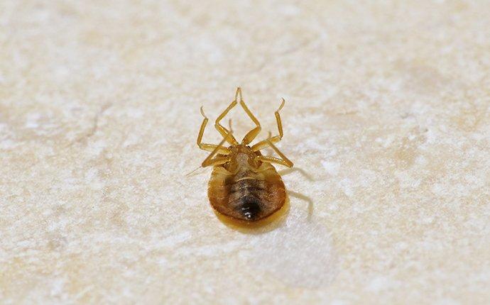 a dead bed bug laying upside down