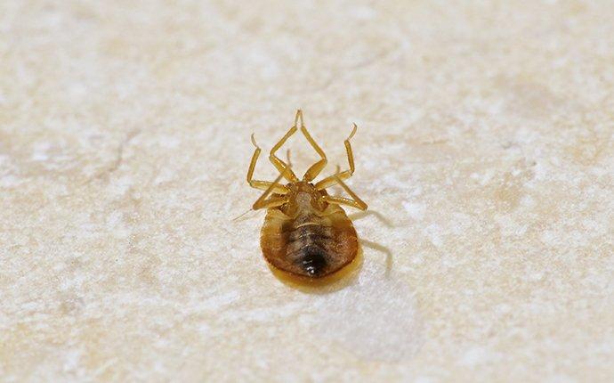 dead bed bugs on mattress