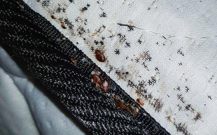a bed bug infestation on a mattress