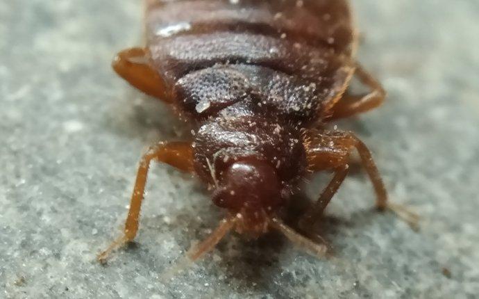 bed bug on ground