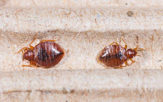 bed bugs infesting a headboard
