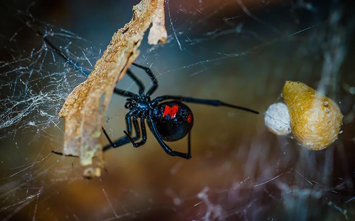 a black widow spider in its web indoors