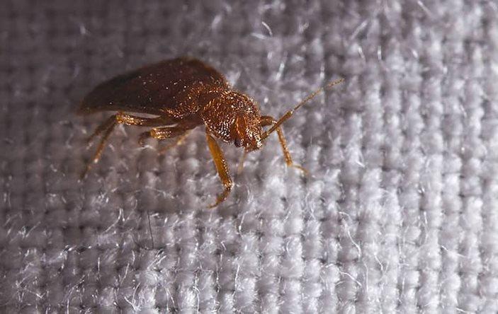 A bed bug sitting on a bed.
