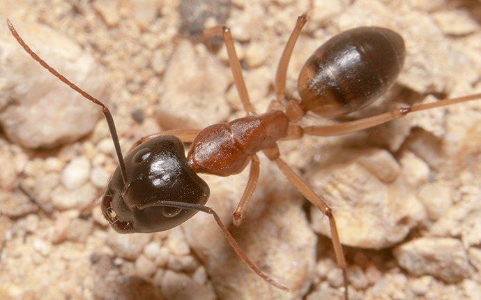 an ant crawls on the ground