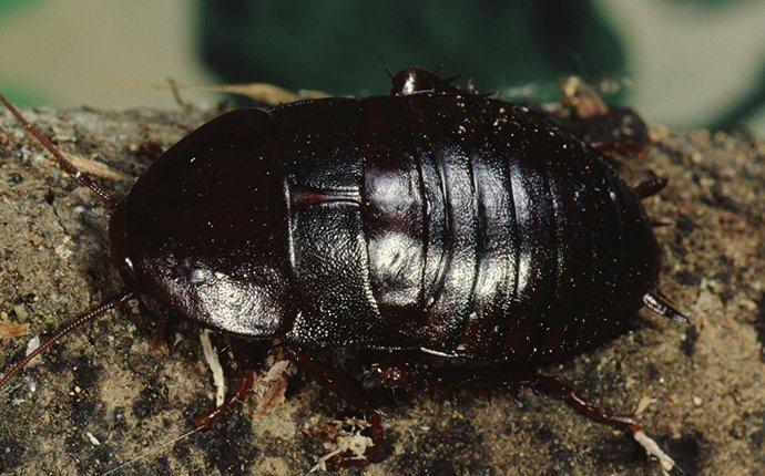 an oriental cockroach inside of a home