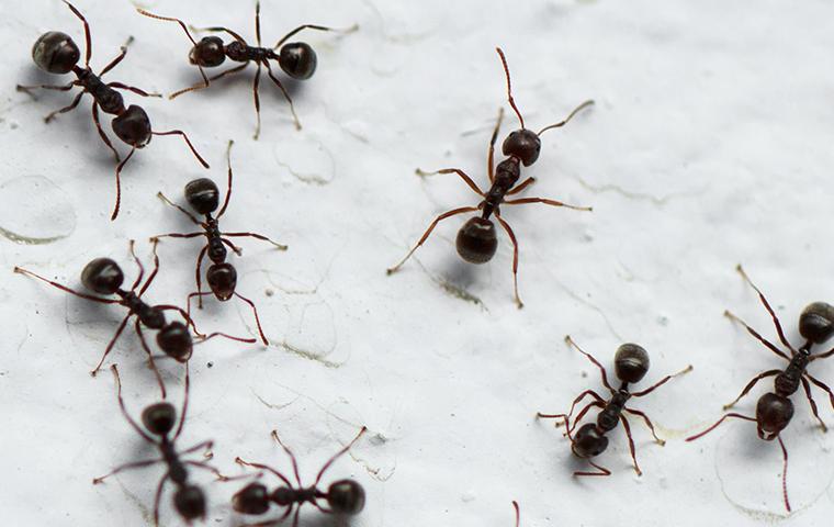 group of ants on the floor