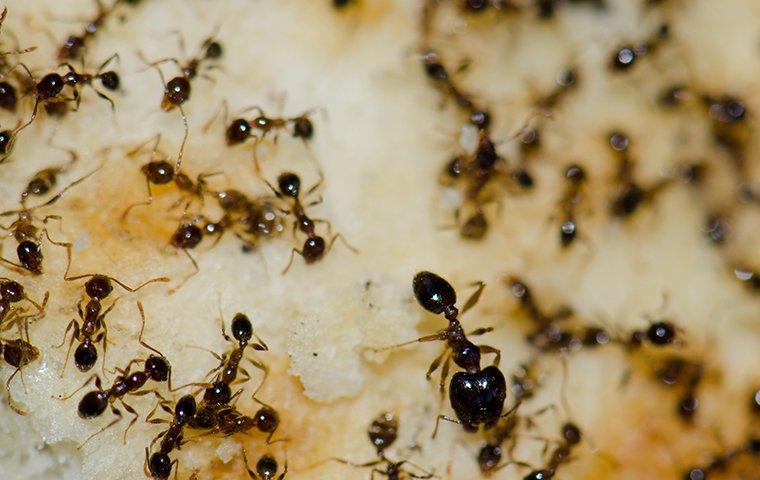 argentine ants crawling on food in a home