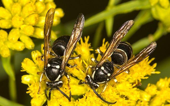bald faced hornets on yellow flowers